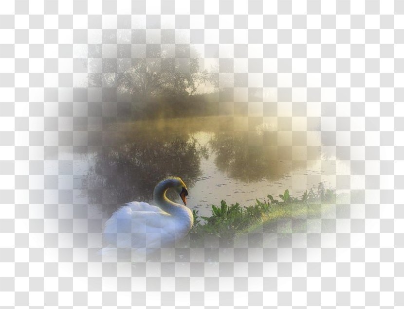 Nature Duck Desktop Wallpaper Clip Art - Ducks Geese And Swans Transparent PNG