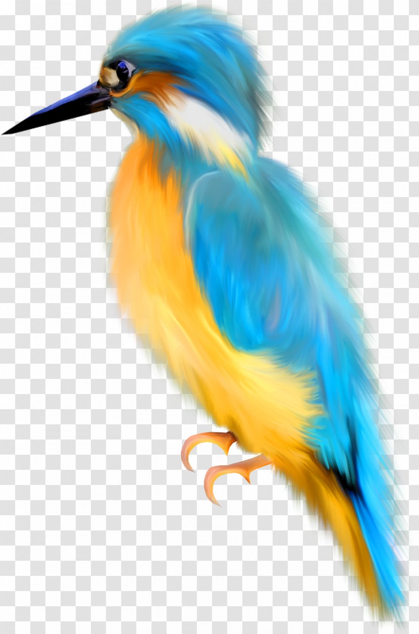 Bird Watercolor Painting Drawing Clip Art - Tail - Photo Transparent PNG