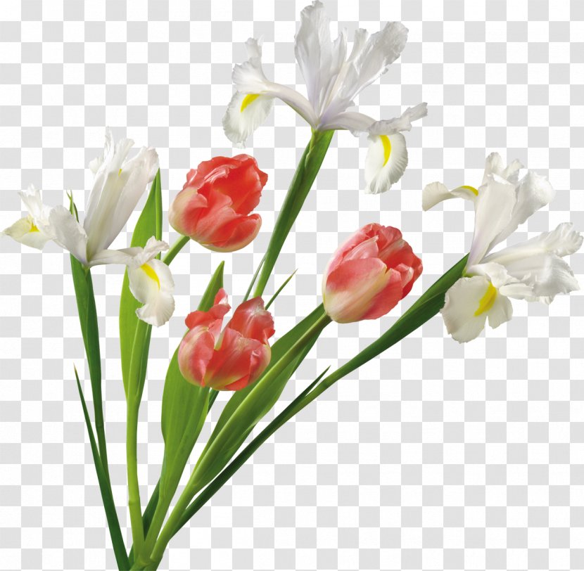 Flower Tulip Clip Art Transparent PNG