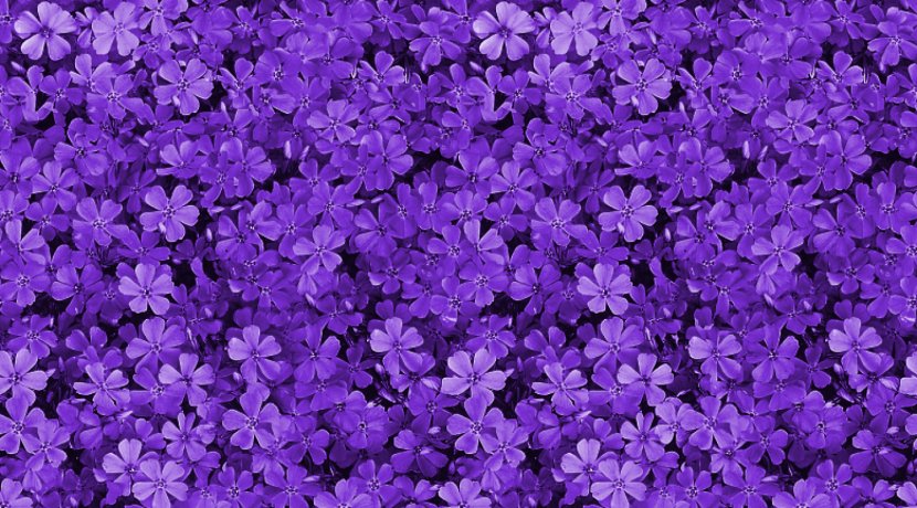 Pink Flowers Purple Violet Wallpaper - Annual Plant Transparent PNG