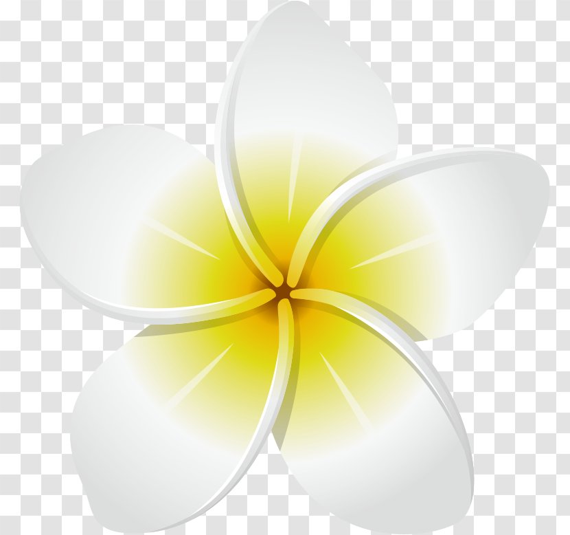 Yellow Flower Photography - White - Frangipani Transparent PNG