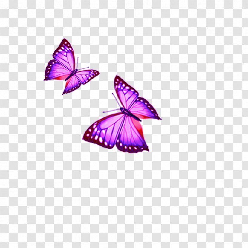Cartoon Download - Brush Footed Butterfly Transparent PNG