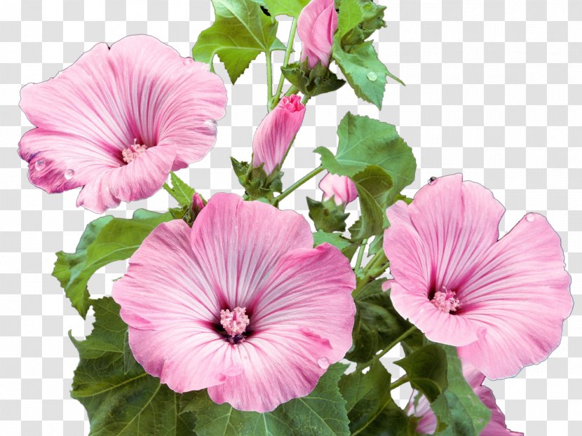 Flower Garden Pink Flowers - Plant - Wallpaper Transparent PNG