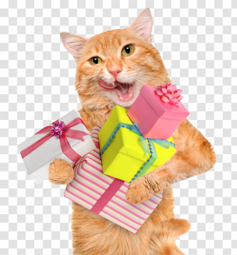 Cat Felidae Photography Hill's Pet Nutrition - Hill S - Happy To Receive A Gift Transparent PNG