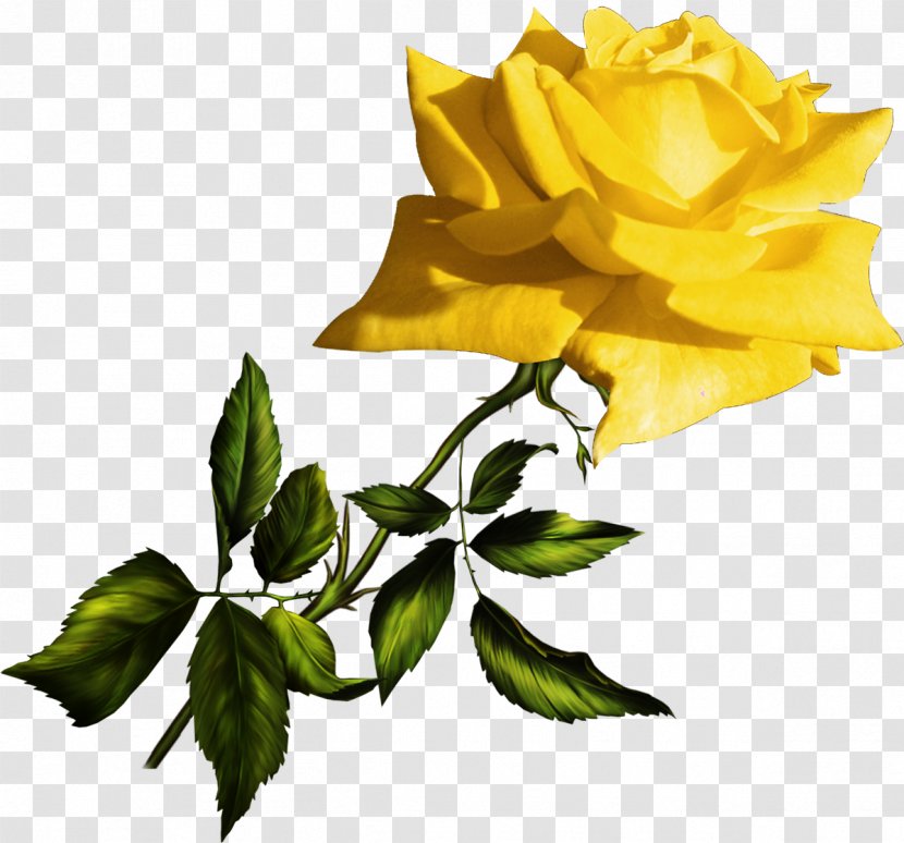 Garden Roses Yellow Blue Clip Art - Rose Transparent PNG