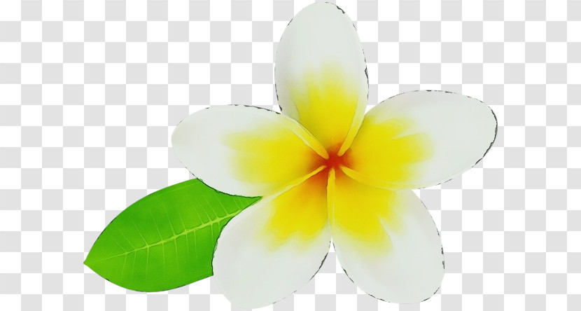 Flower Petal Yellow Plant Science Transparent PNG