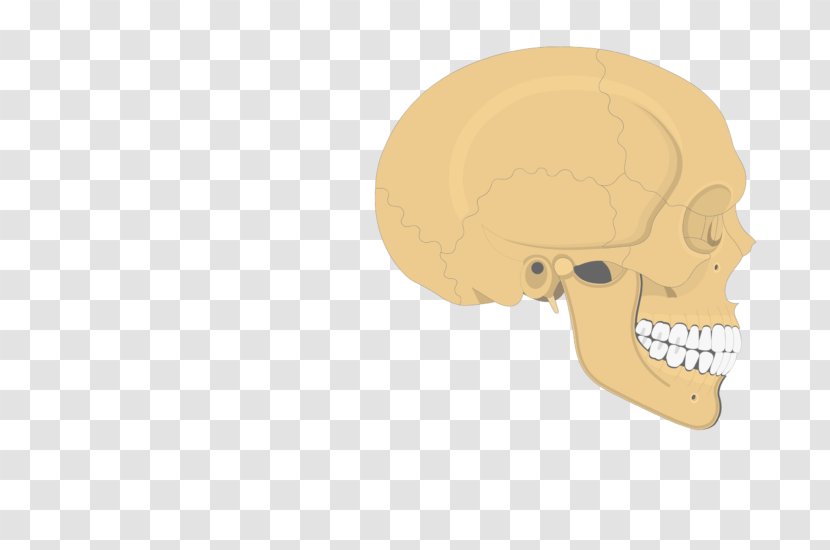 Skull Zygomatic Process Of Temporal Bone Nose Frontal Maxilla Transparent PNG