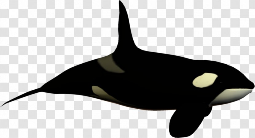 Killer Whale Toothed Dolphin Clip Art - Mammal - High Clipart Transparent PNG