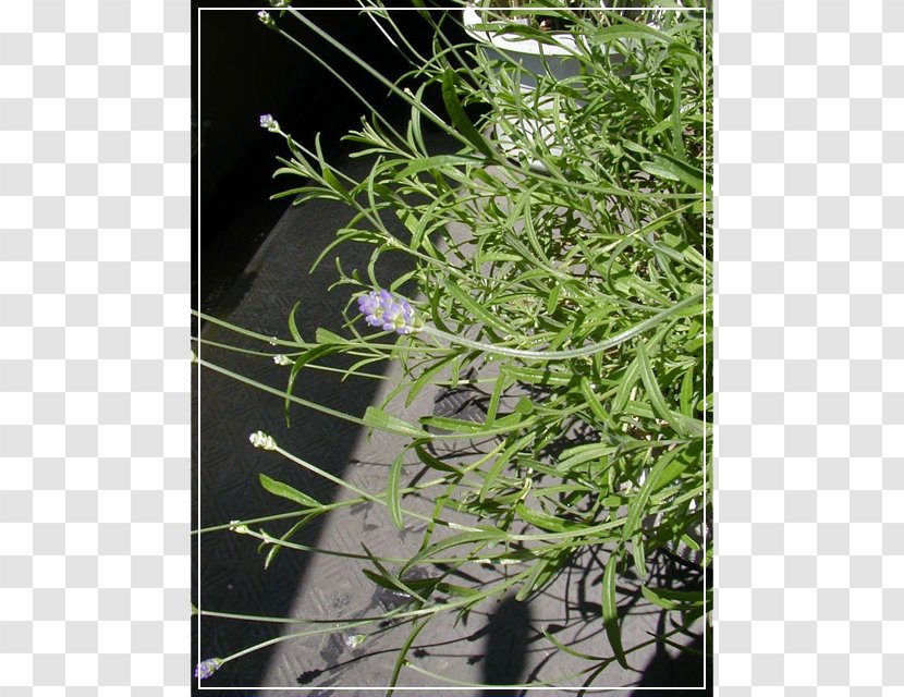 Herb Houseplant - Lavandula Transparent PNG