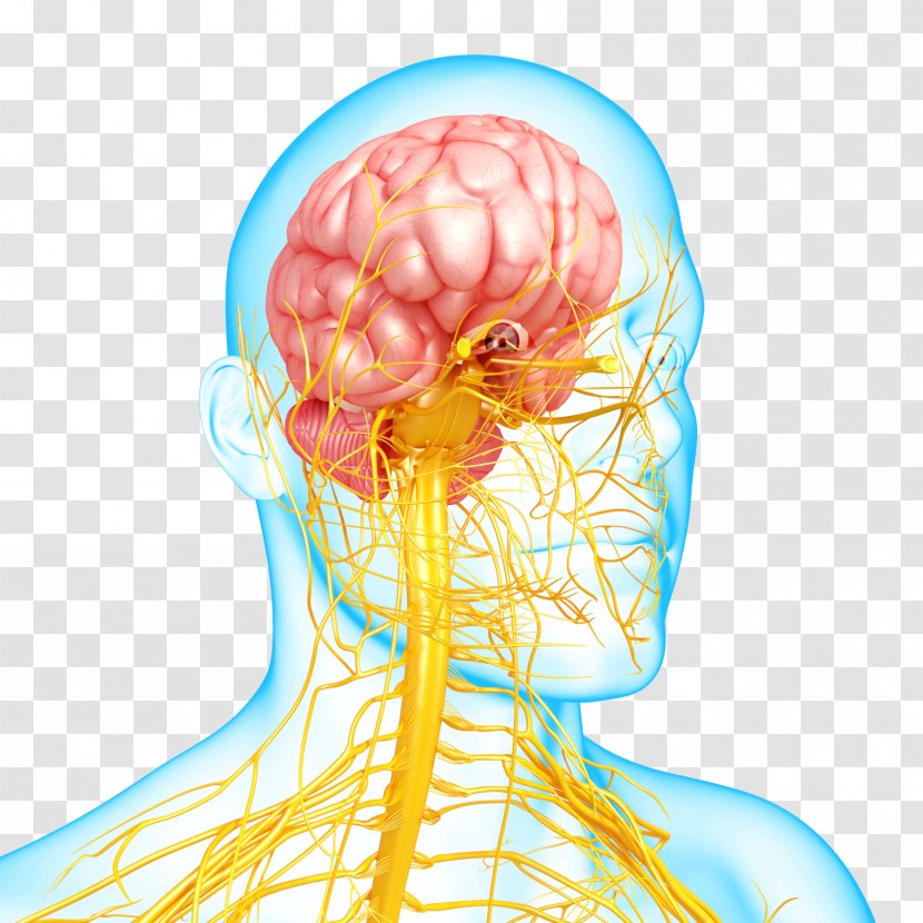 Nervous System Disease Mental Disorder Autonomic - Flower - Brain Transparent PNG
