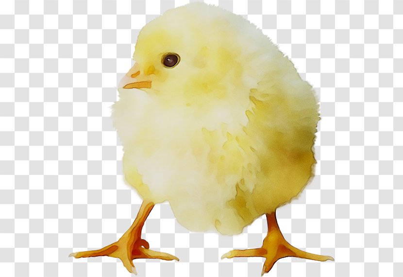 Fried Chicken Broiler Duck Kifaranga - Bird - Egg Transparent PNG