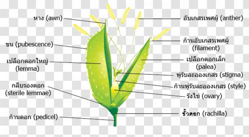 Rice Flower Plant Stem Grasses - Commodity Transparent PNG