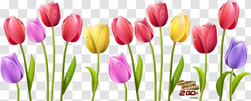 Indira Gandhi Memorial Tulip Garden Flower Clip Art - Bouquet Transparent PNG