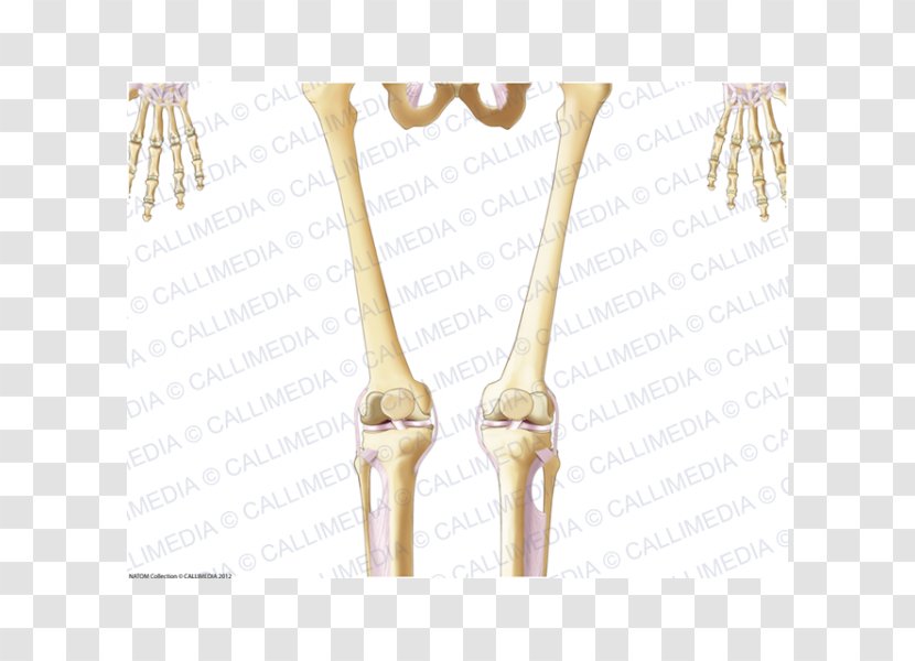 Bone 01504 - Flower - Design Transparent PNG