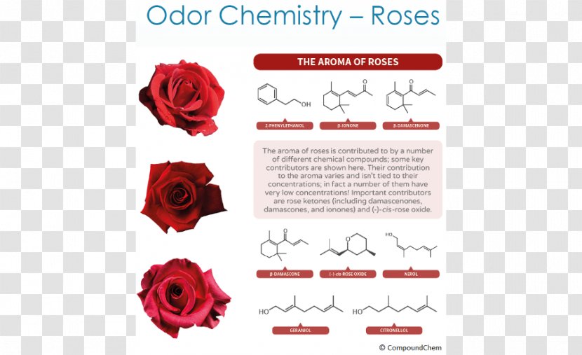 Garden Roses Organic Chemistry Odor Chemical Compound - Substance - Bad Smell Transparent PNG