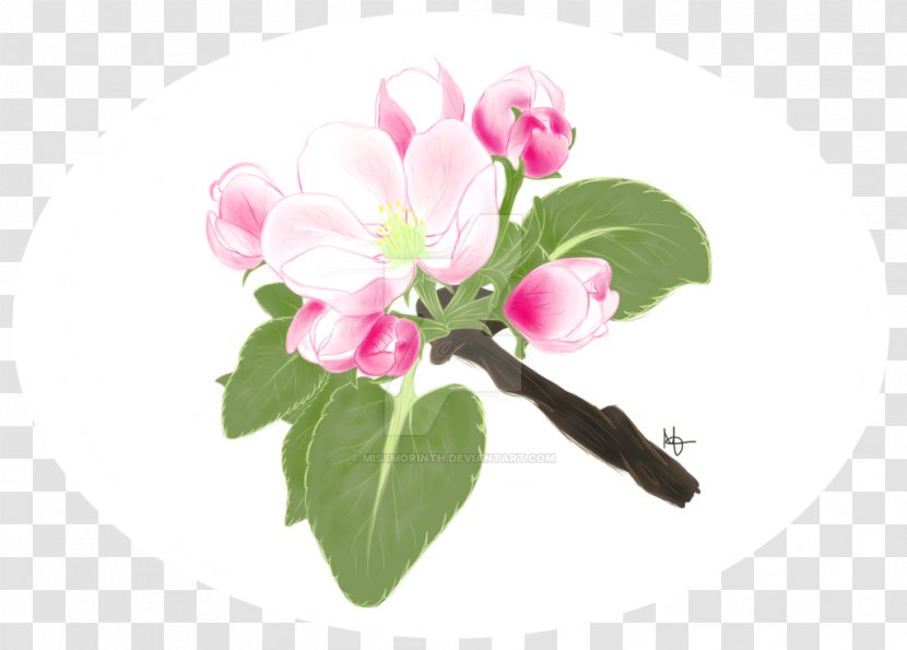 Bud Herbaceous Plant - Flower - Apple Blossom Transparent PNG