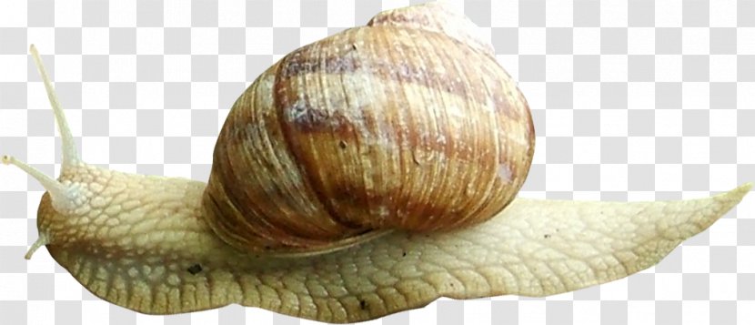 Snail Orthogastropoda Escargot Caracol - Invertebrate - Beautiful Brown Transparent PNG