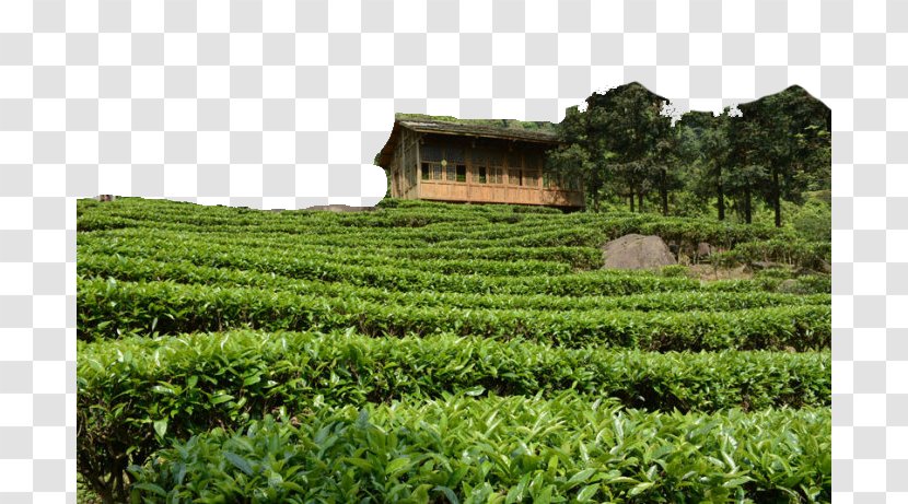 Longjing Tea Gupo Mountain Chatianzhen - Camellia Sinensis - Field Town Of Transparent PNG