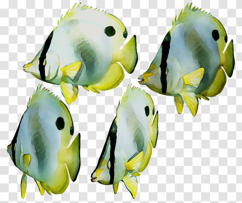 Marine Biology Parakeet Fish Transparent PNG