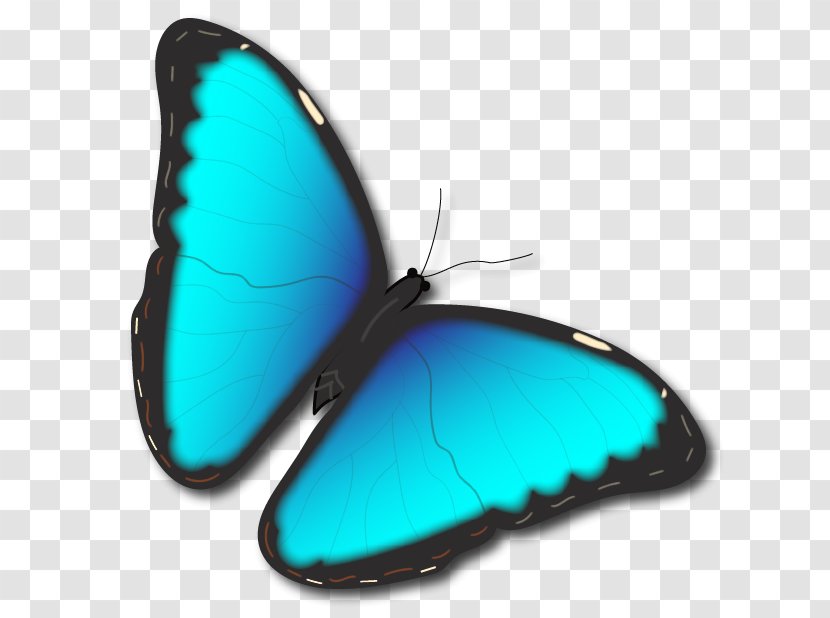 Product Design Turquoise M. Butterfly - Invertebrate Transparent PNG