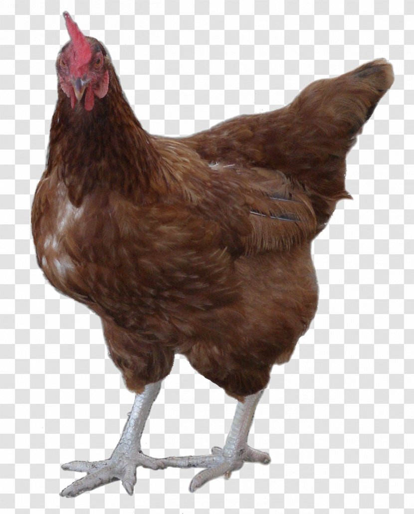 Rooster Leghorn Chicken Cochin Plymouth Rock Legbar - Symbol Transparent PNG