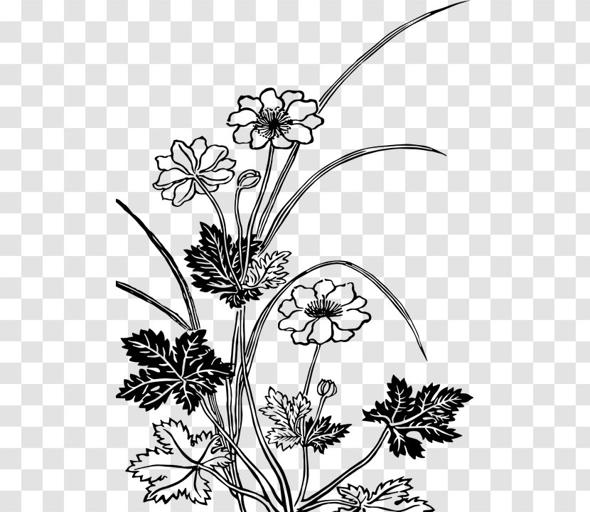 Floral Design Flower Drawing Clip Art Transparent PNG