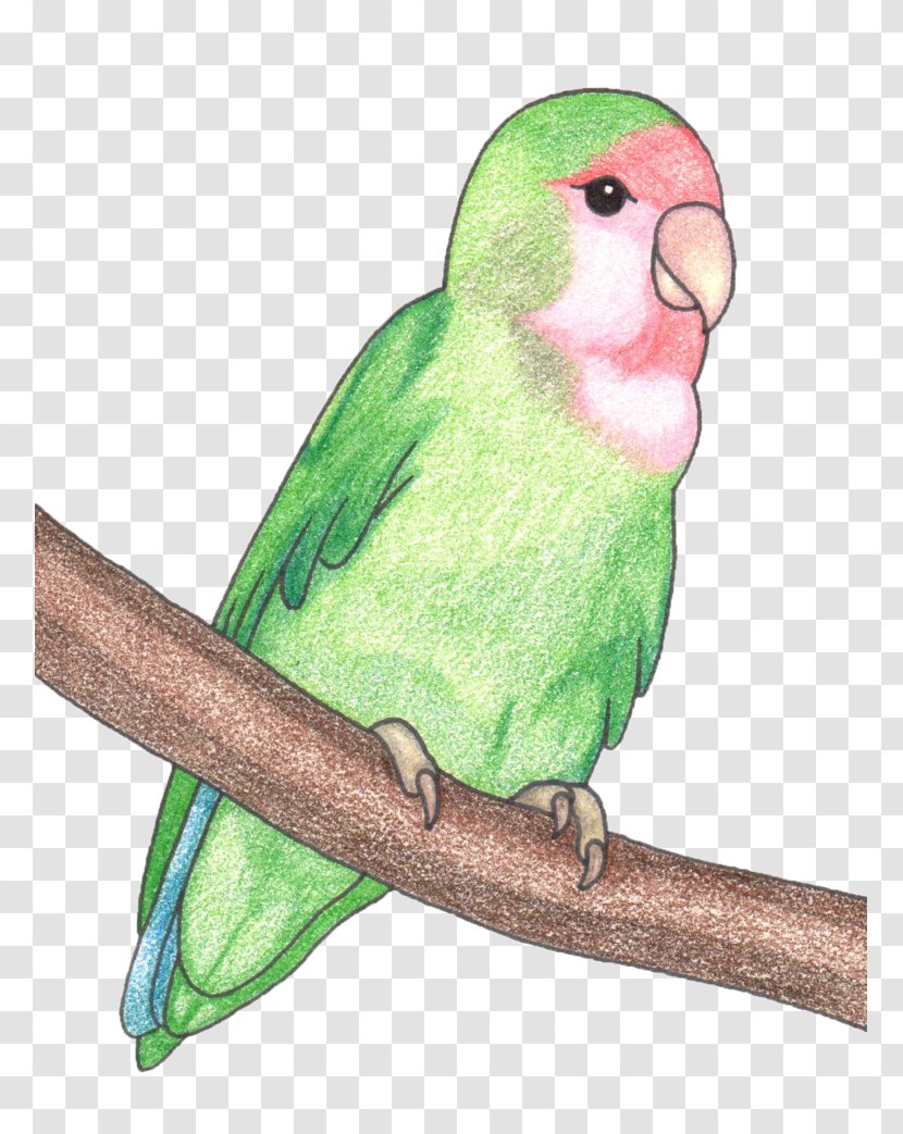 Budgerigar Lovebird Macaw Parakeet Beak - Common Pet - Lovebirds Transparent PNG
