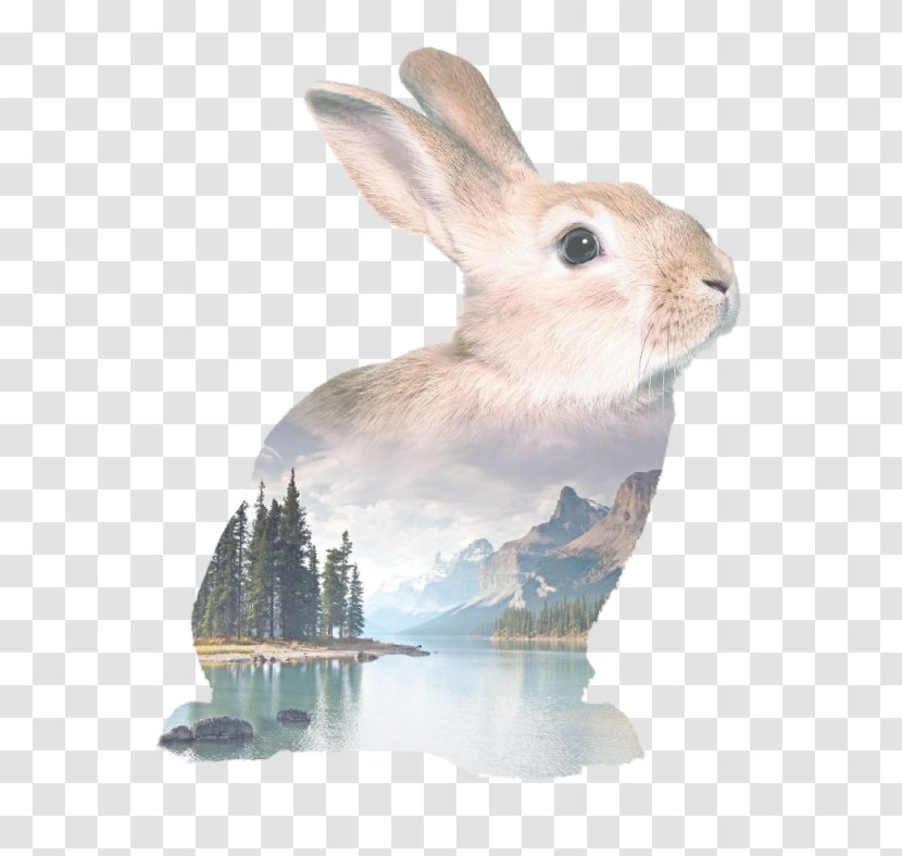 Easter Bunny Rabbit Holland Lop Watercolor Painting Drawing Transparent PNG