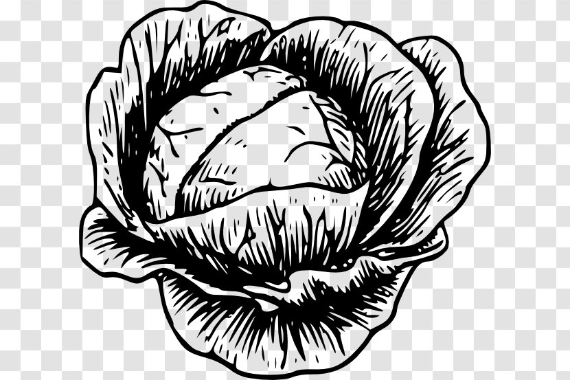 Savoy Cabbage Vegetable Clip Art - Cartoon Transparent PNG