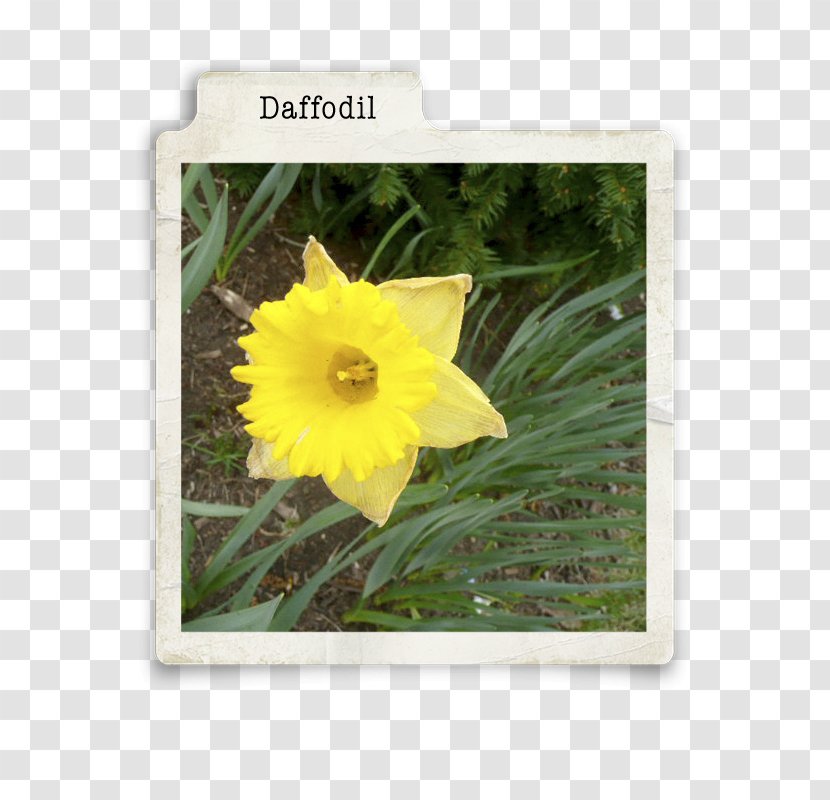 Flowering Plant Wildflower - Daffodil Transparent PNG