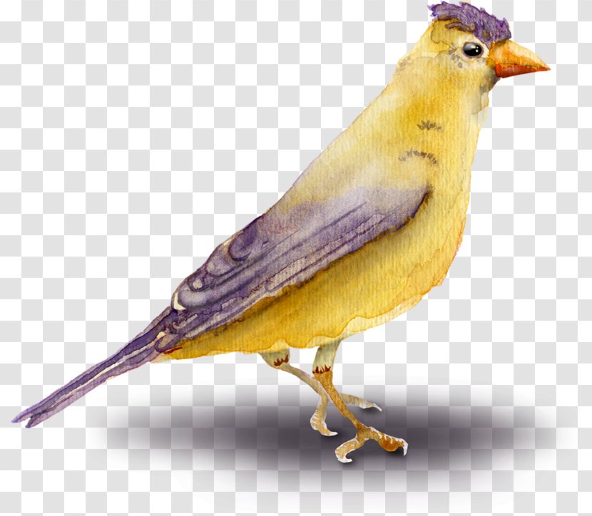Golden Background - Atlantic Canary - Old World Oriole Nightingale Transparent PNG