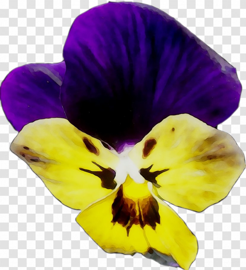 Pansy - Yellow - Flowering Plant Transparent PNG