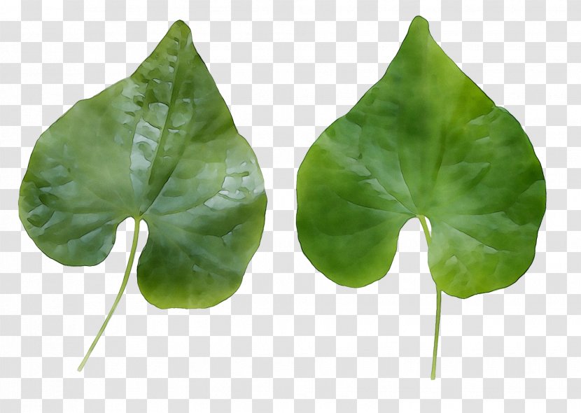Leaf Annual Plant Plants - Herb Transparent PNG