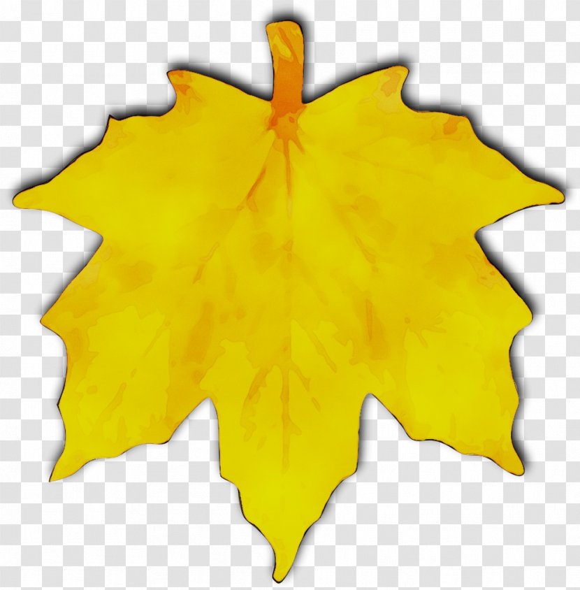 Maple Leaf Clip Art Yellow Symmetry - Black Transparent PNG