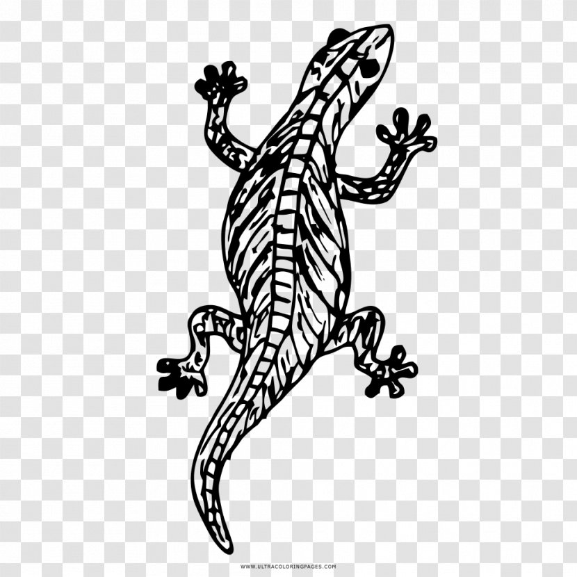 Lizard Drawing Coloring Book Reptile - Eidechse Transparent PNG