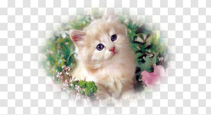 Kitten Cat Desktop Wallpaper Embroidery - British Semi Longhair Transparent PNG