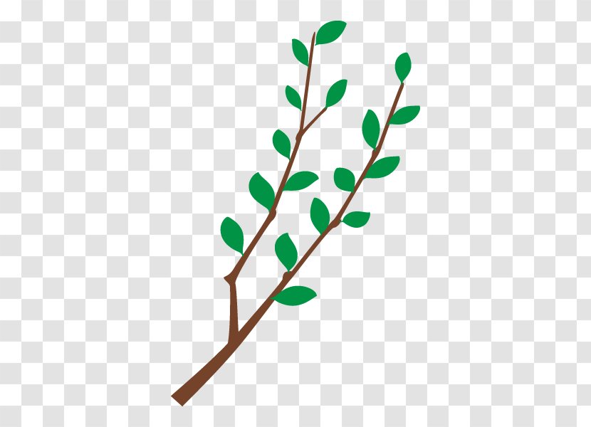 Branch Twig Illustration Tree Plants - Plant - Leaf Transparent PNG