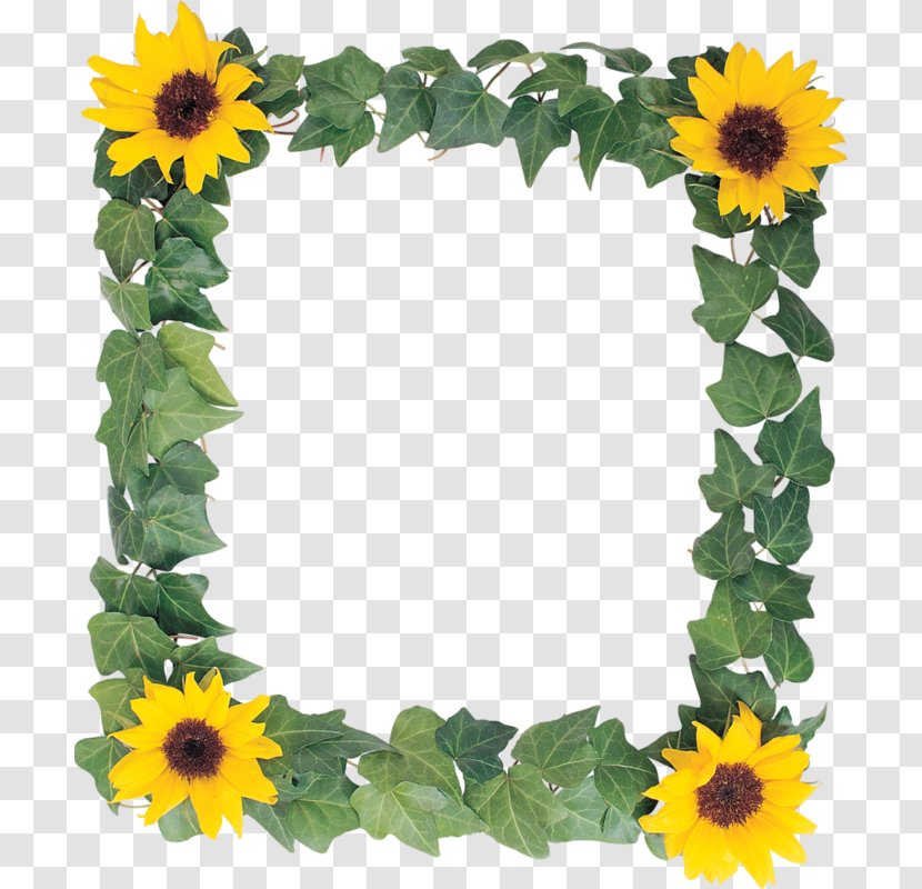 Common Sunflower Picture Frame Clip Art - Plant Transparent PNG
