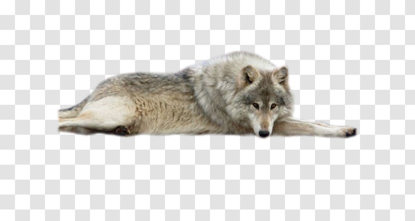 Saarloos Wolfdog Coyote Alaskan Tundra Wolf - Canis - Carnivoran Transparent PNG