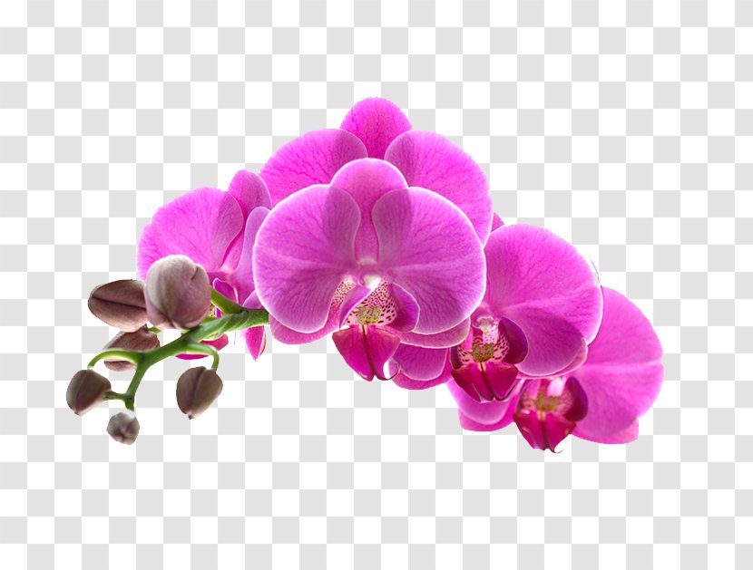 Orchids Flower Stock Photography Getty Images - Plant - Plum Petals Transparent PNG