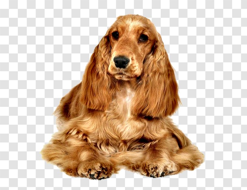 American Cocker Spaniel English Field Russian - Dog Transparent PNG