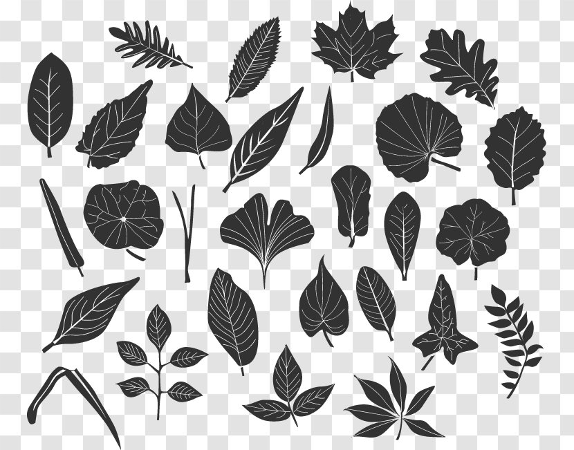 Black And White Leaf - Drawing - Flora Transparent PNG