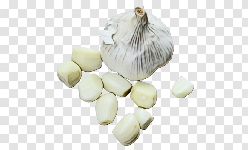 Garlic Plant Onion Science Biology Transparent PNG