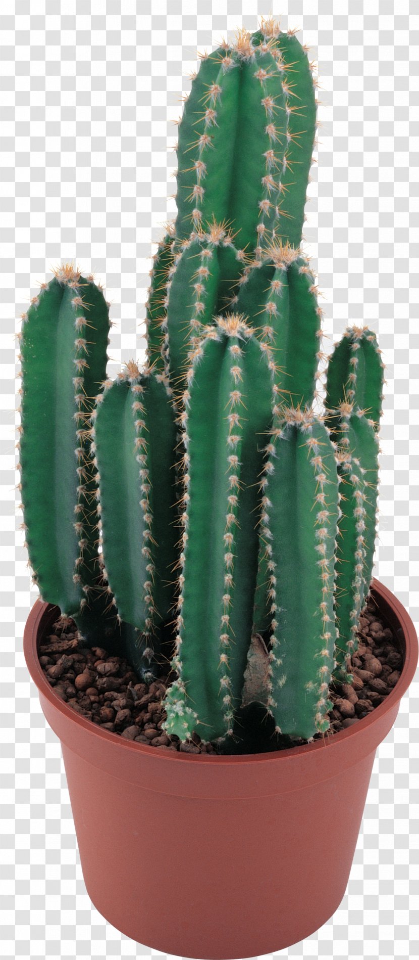 Cactaceae Clip Art - Saguaro - Cactus Image Transparent PNG