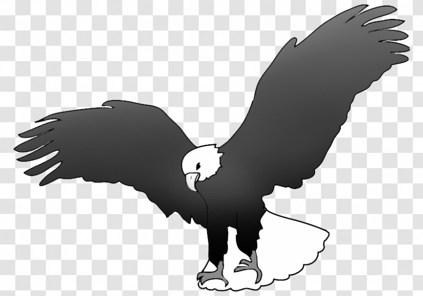 Bald Eagle Black And White Black-and-white Hawk-eagle - Bird Transparent PNG