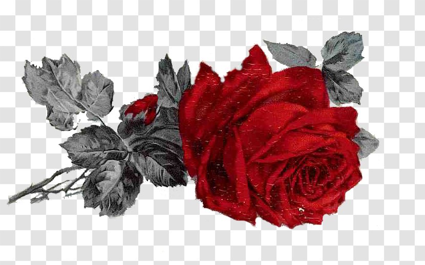 Garden Roses Cut Flowers Romance Flower Bouquet United States - Flowering Plant - Legalize Transparent PNG