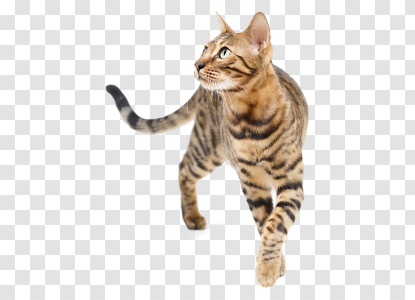 Dragon Li Bengal Cat American Shorthair Toyger European - Asian - Paw Transparent PNG