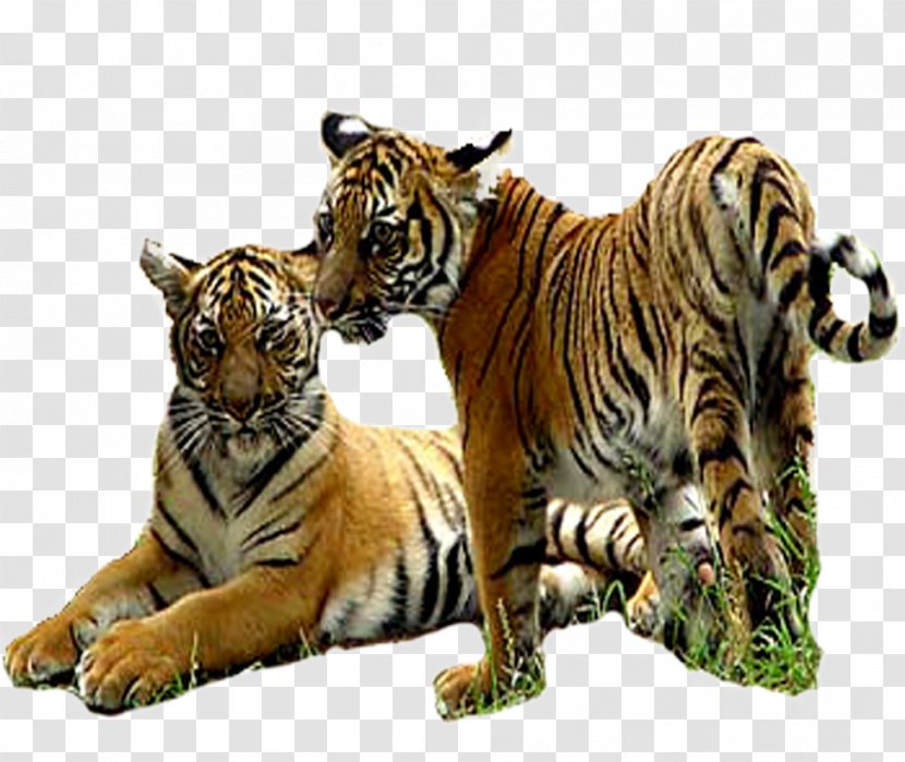 Tiger Lion - Mammal Transparent PNG