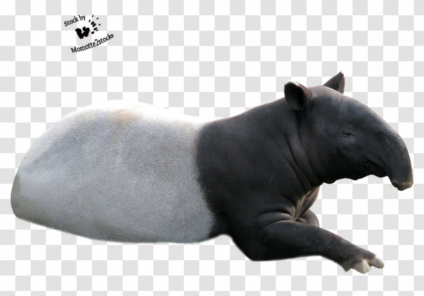 Malayan Tapir South American Animal Mammal - Fauna - Cut Transparent PNG