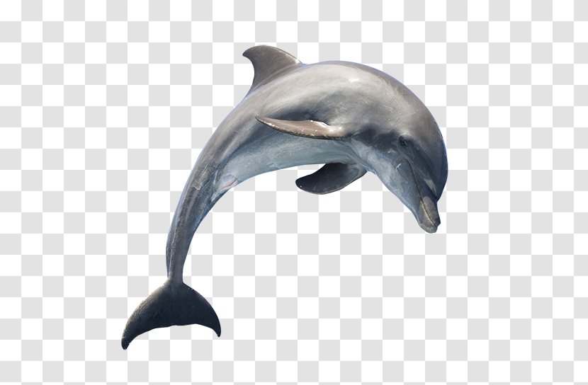 Common Bottlenose Dolphin Clip Art - Short Beaked Transparent PNG